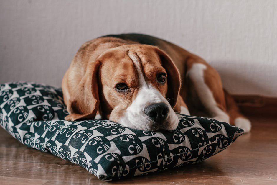 Beagle: The Curious Explorer