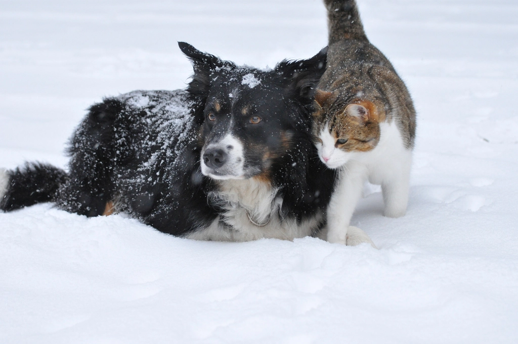 Collie: The Protective Pal