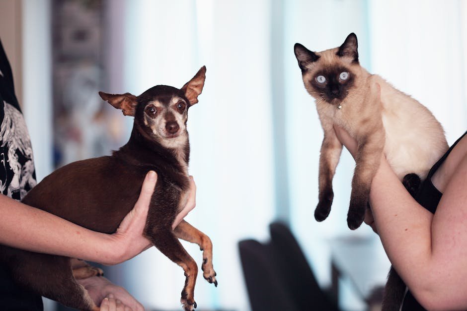 Chihuahua: The Feisty Friend