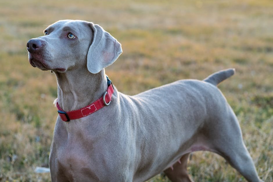 Weimaraner: The Energetic Hunter