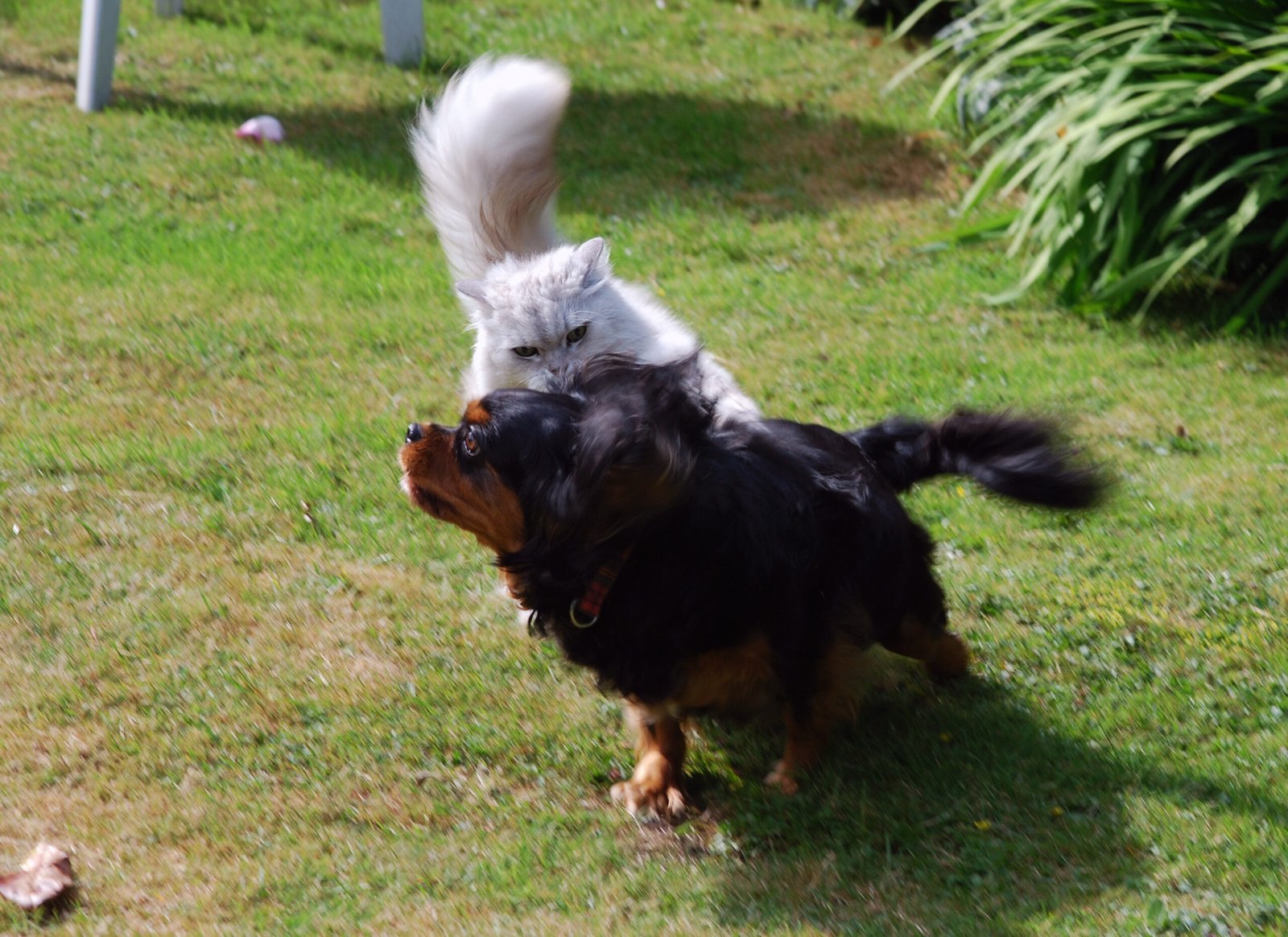 10 Dog Breeds That Befriend Cats and 10 That Just Can’t Tolerate Them