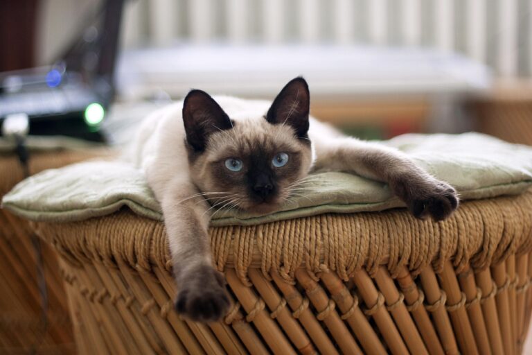 Siamese Cats: The Chatty Companion