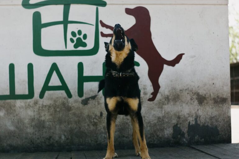 How Your Dog's Bark Can Reveal a Lot About Its Personality