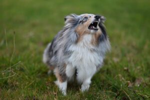 Decoding Your Dog's Bark: What Vocalizations Reveal About Canine Personality