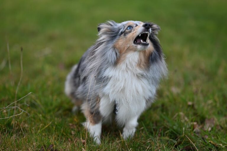 Decoding Your Dog's Bark: What Vocalizations Reveal About Canine Personality