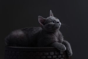 8 Cat Breeds for Laid Back People and 7 for Those Who Like the Outdoors