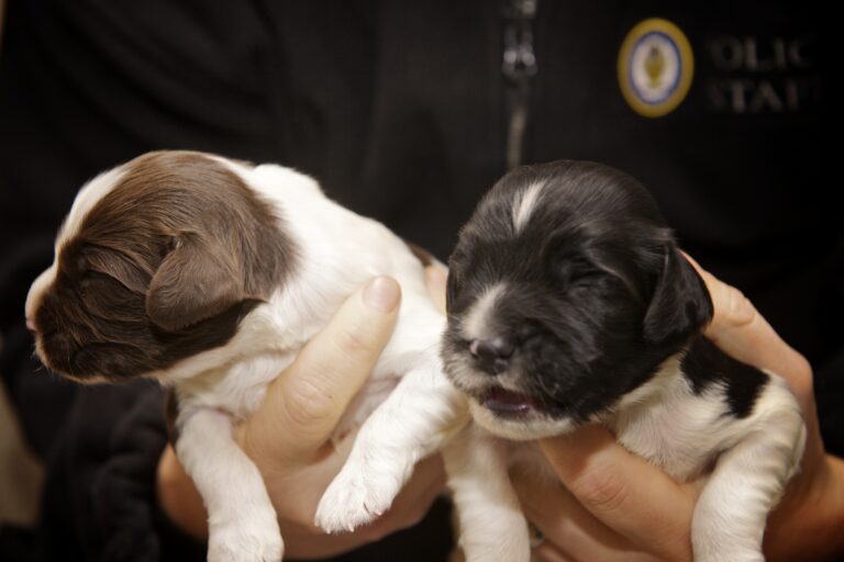 12 Things To Consider Before Deciding To Breed Your Dog