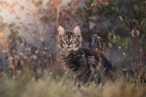 5 Cat Breeds Who Wouldn't Mind Going With You on a Hike and 5 That Won't Budge From Your Home