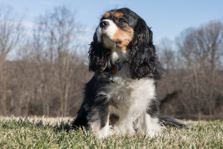 Top 12 Dog Breeds Ideal for Single Women Seeking Loyal Companions