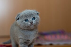 10 Loyal Lap Cat Breeds That Crave Human Affection
