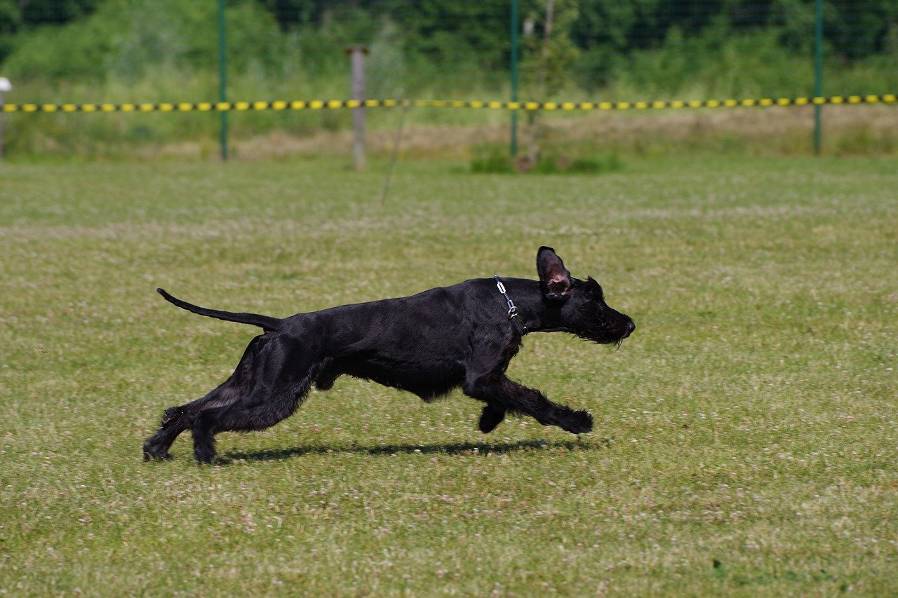 The Courageous Giant Schnauzer