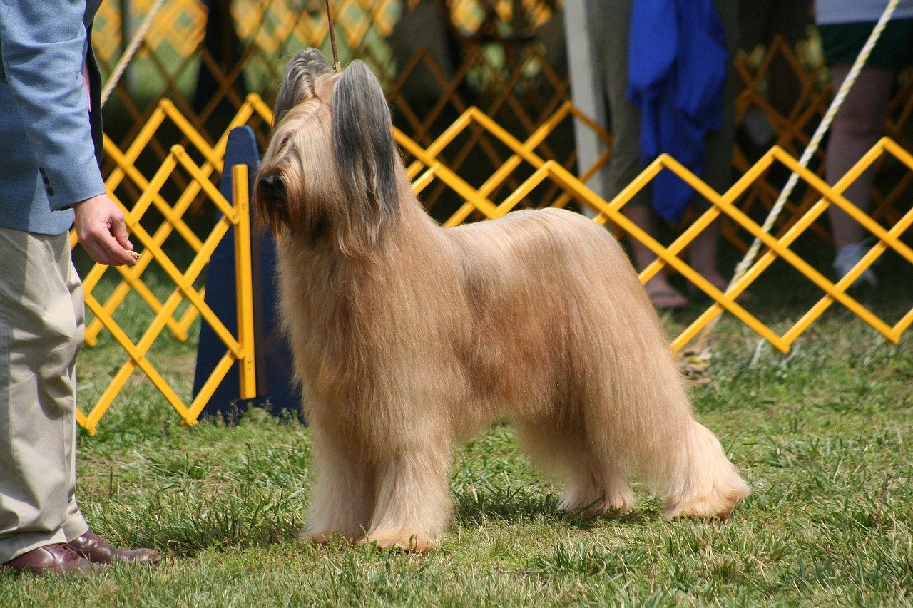 The Versatile Briard