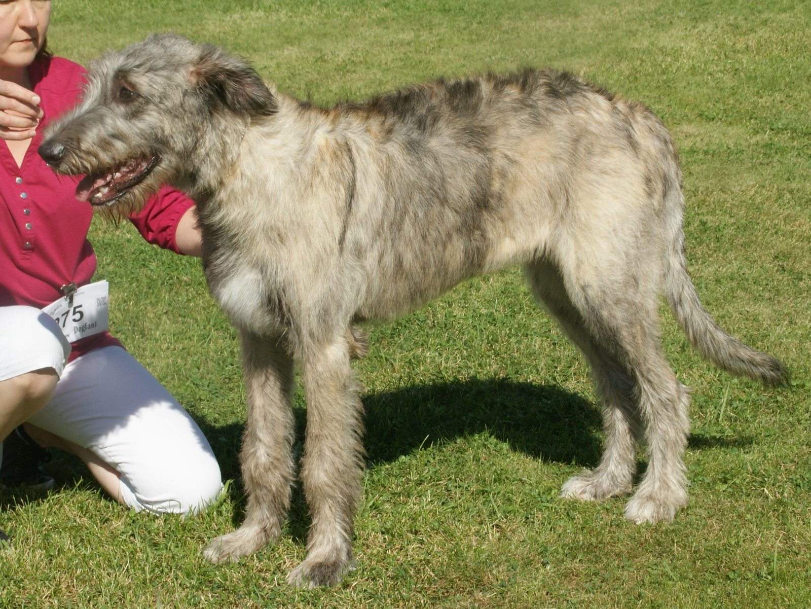 The Gentle Giant: Irish Wolfhound
