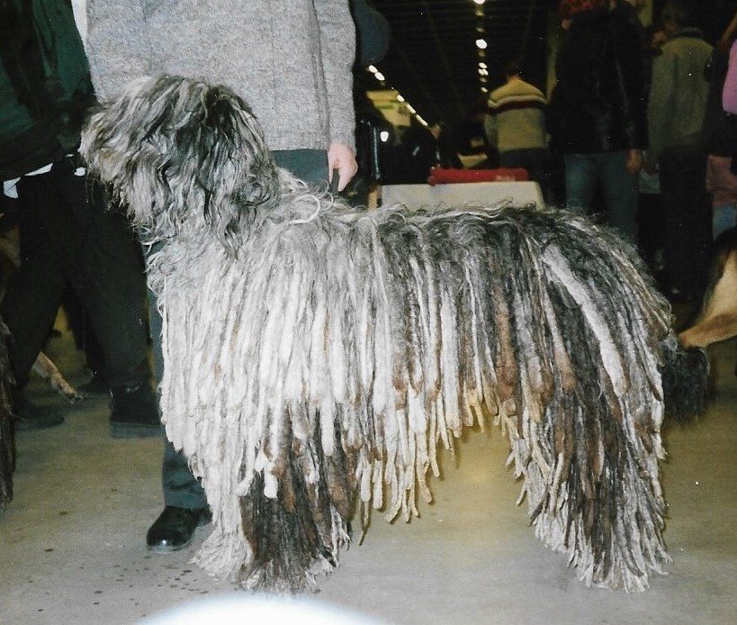 The Affectionate Bergamasco Sheepdog
