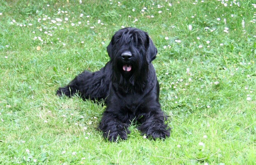 The Stately Black Russian Terrier