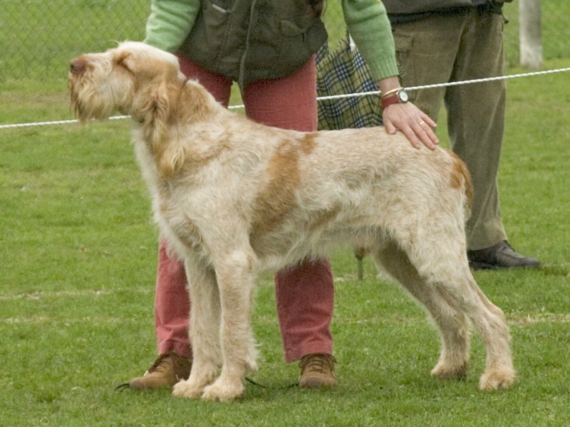 The Gentle Spinone Italiano