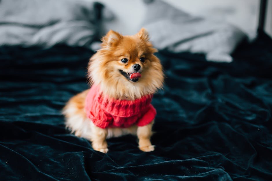 Pomeranian: The Fluffy Guardian