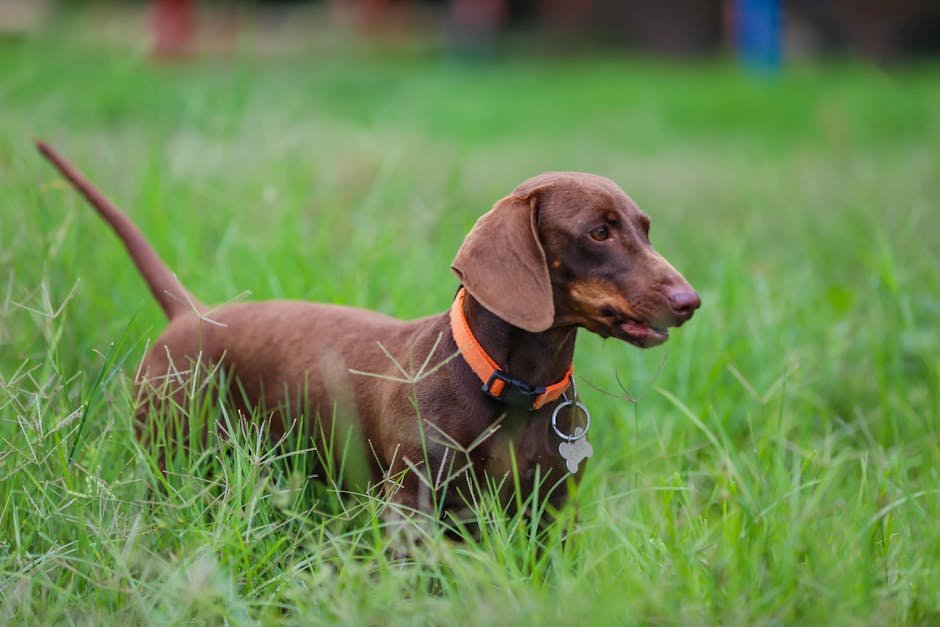 Dachshund: The Tenacious Tracker