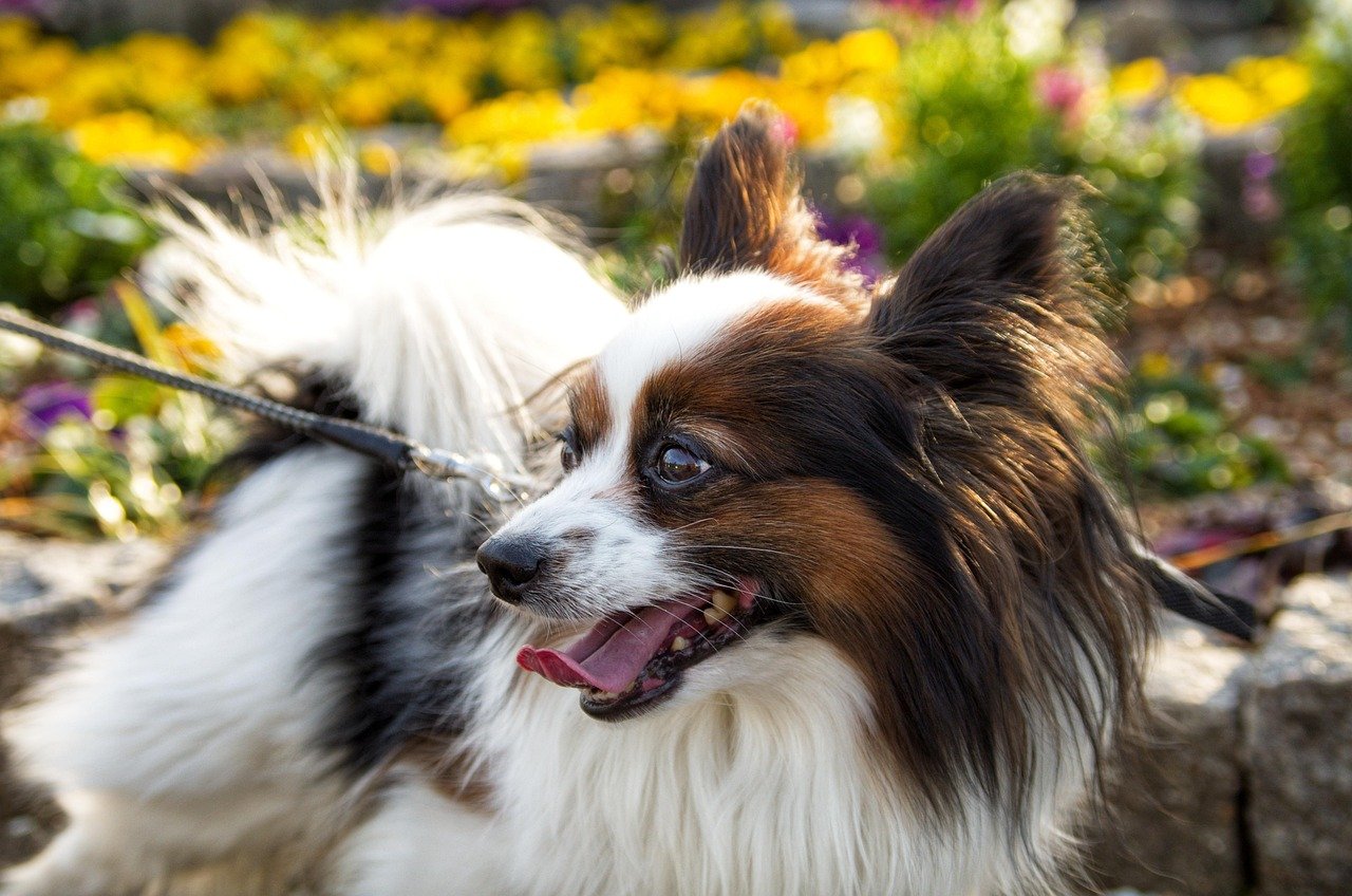 Papillon: The Elegant Warrior