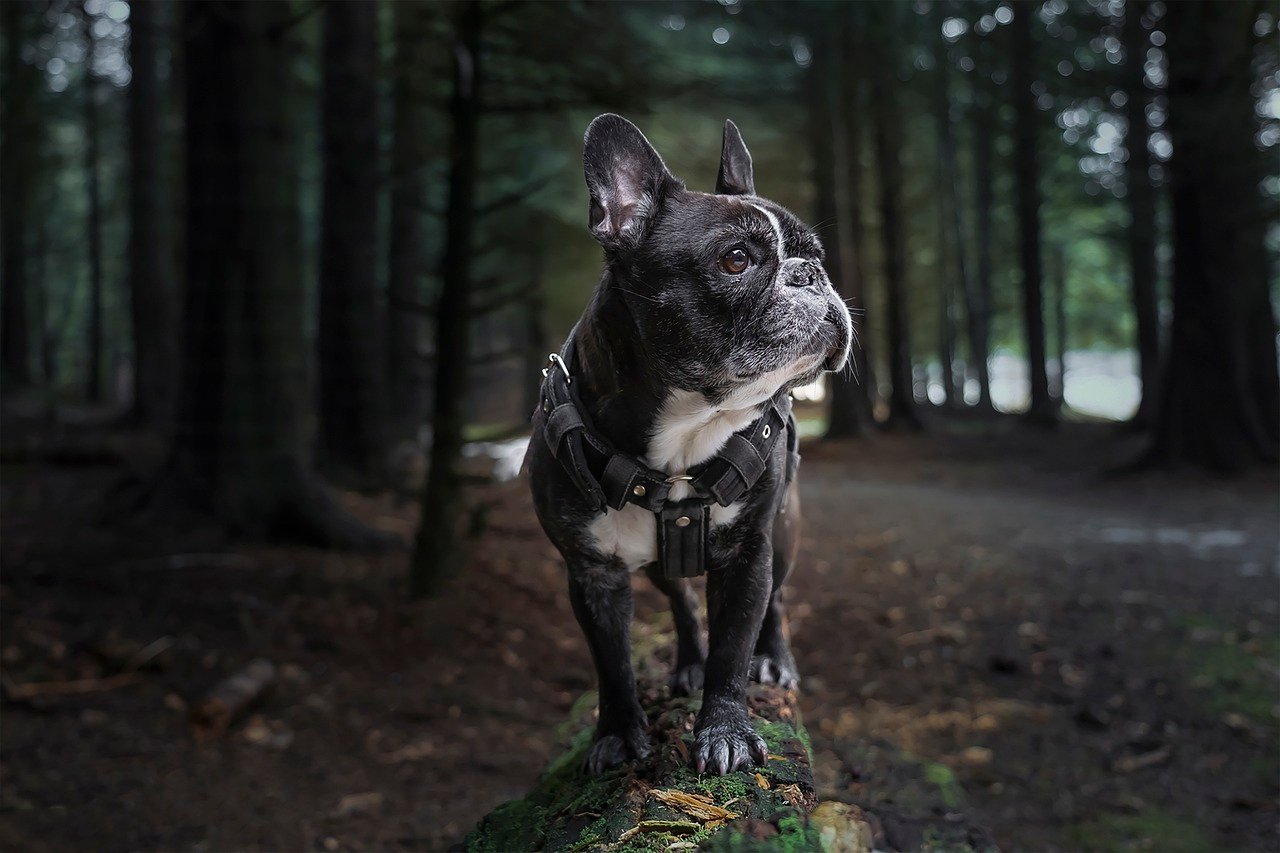French Bulldog: The Sturdy Sentinel