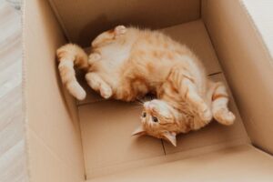 Beyond the Whiskers: Decoding Your Cat's Unique Personality Traits