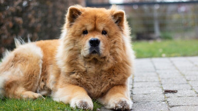 The Reserved Chow Chow