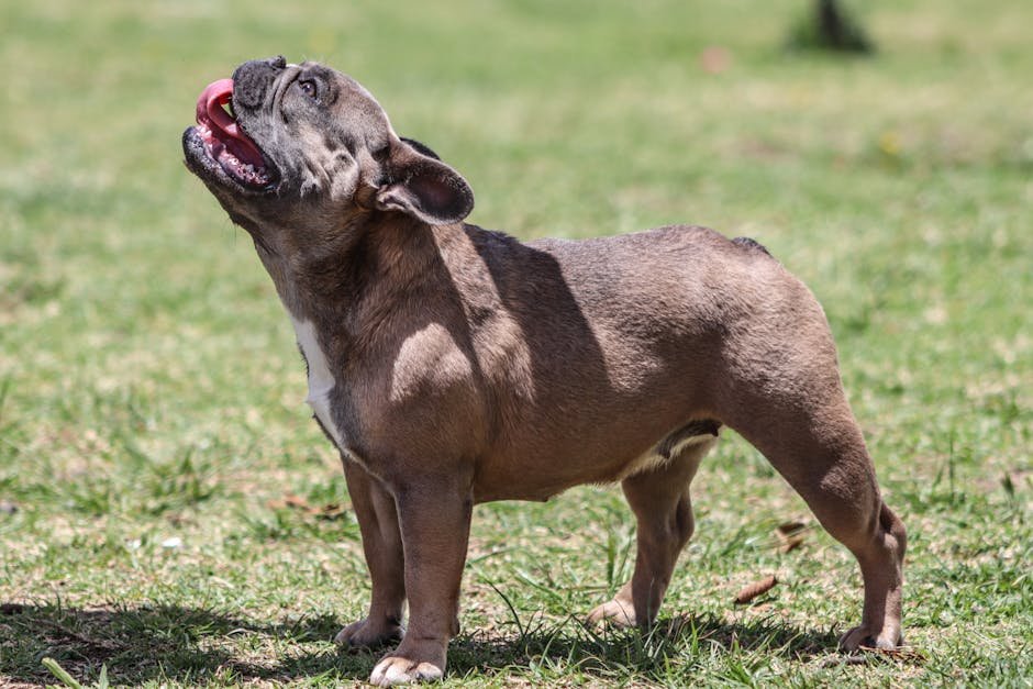 The Sociable French Bulldog