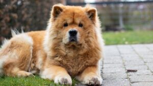 10 Dogs that Thrive with Introverts and 9 that Love Extroverts