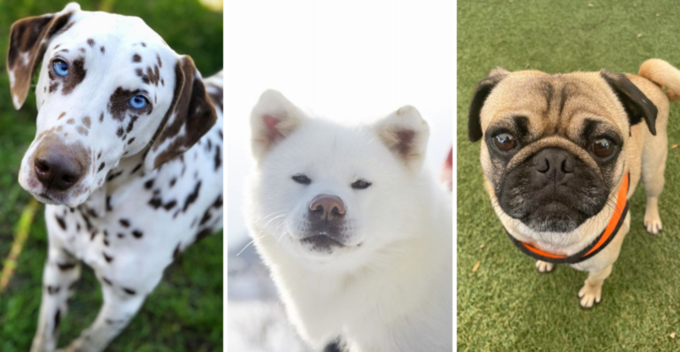 17 Most Annoying Dog Breeds That You Can Own