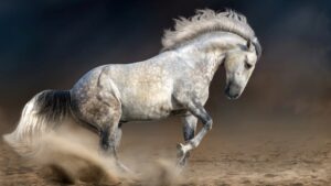 Andalusian