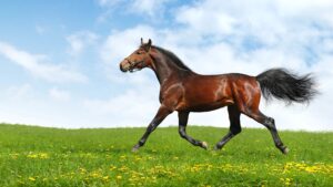 Hanoverian