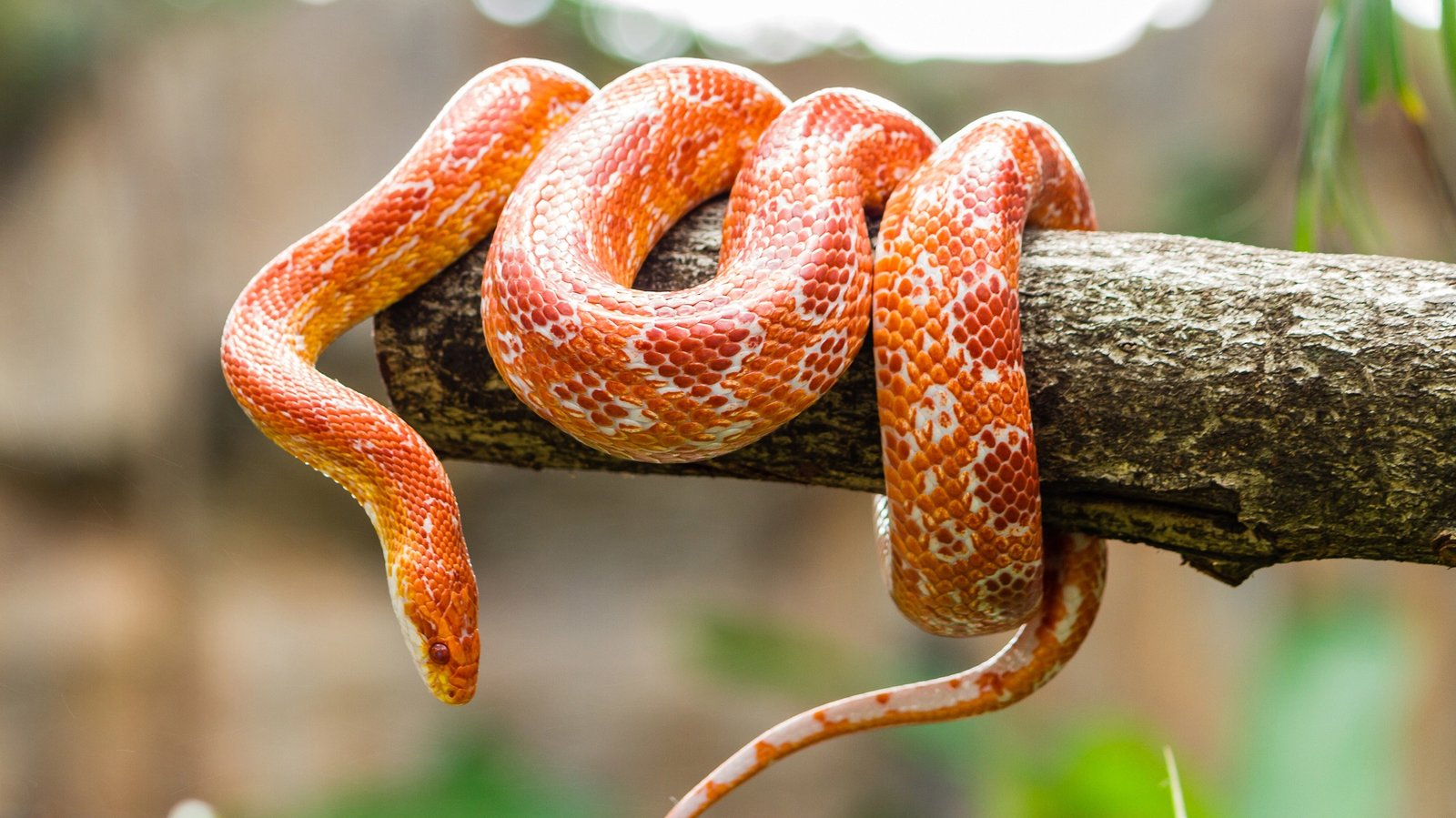 How to Choose the Best Pet Snake for You