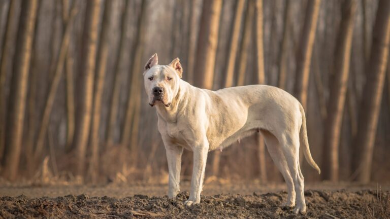 Dogo Argentino