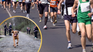 Bloodhound runs half marathon