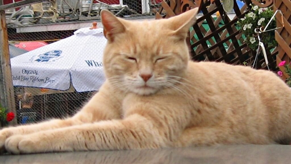 Manx cat Mayor Stubbs