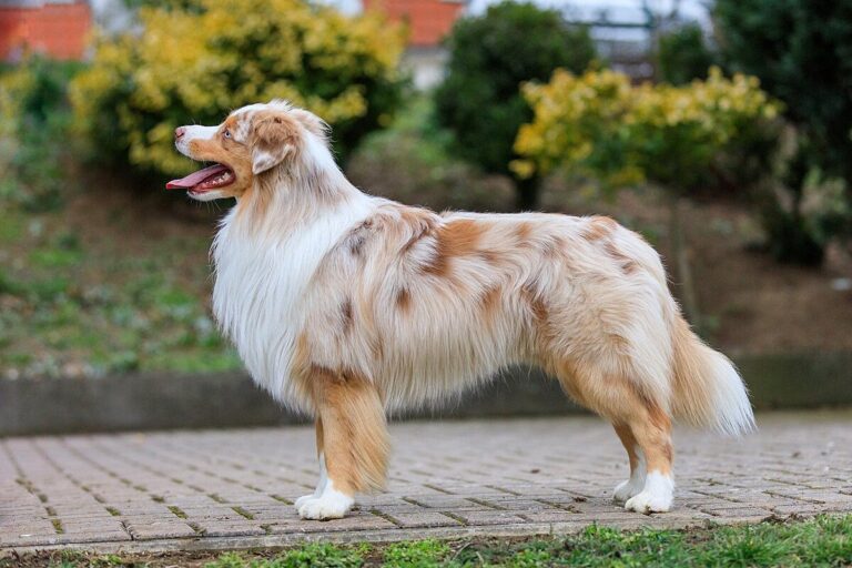 Miniature_American_Shepherd_red_merle