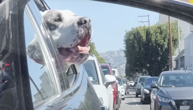 pittie