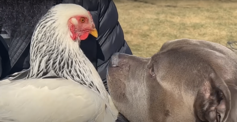 Pit Bull