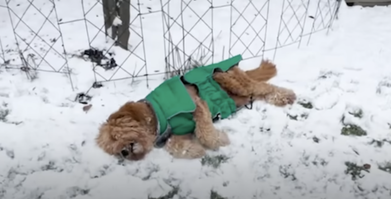 Dog