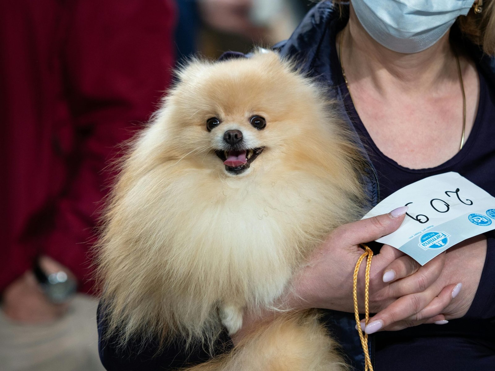 The Role of Dog Shows and Standards