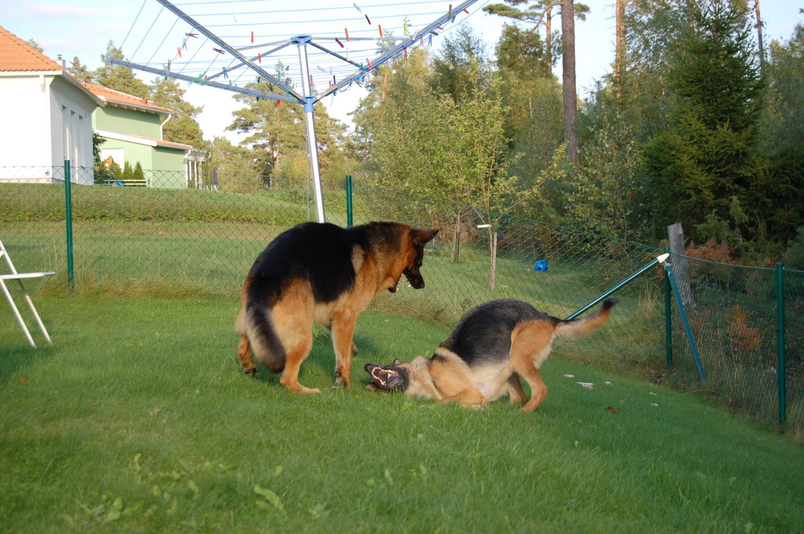 Highly Social Creatures