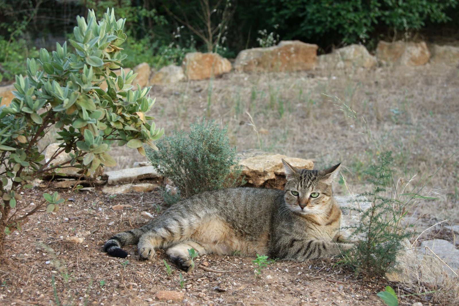 American Shorthair: The Easygoing Buddy