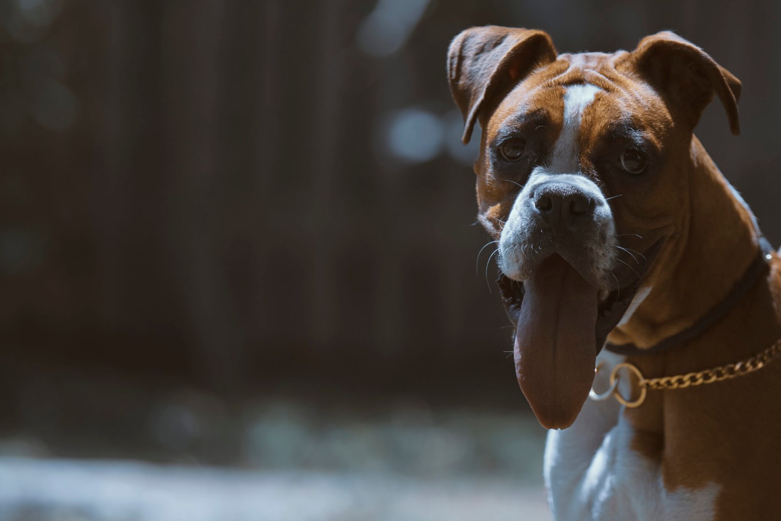 The Impact of Breed Stereotypes