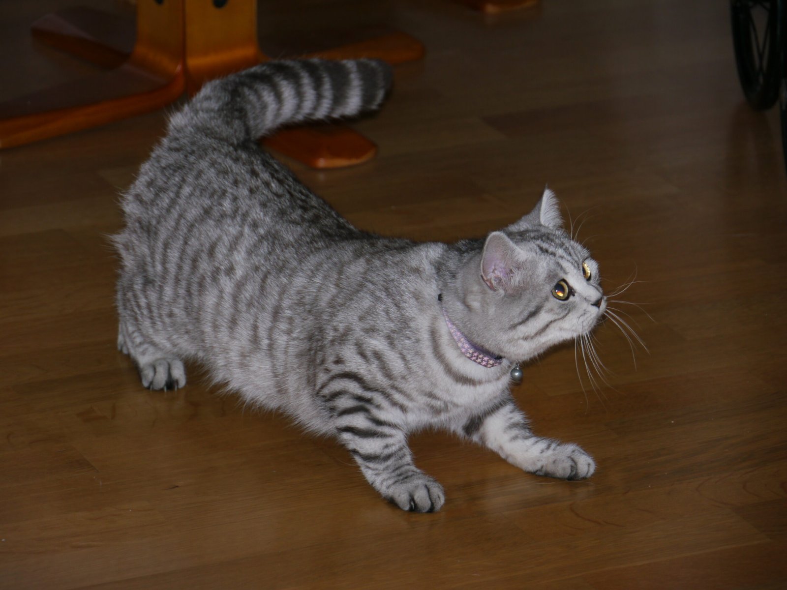 British Shorthair: The Classic Tabby