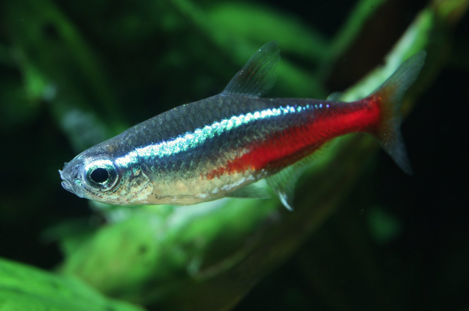 4. Neon Tetras