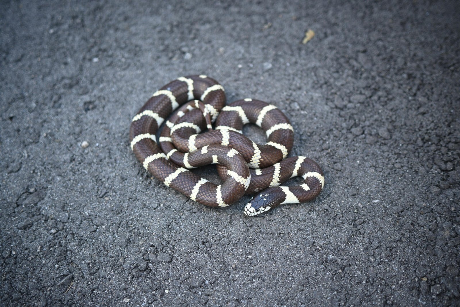 California Kingsnake: The Versatile Predator