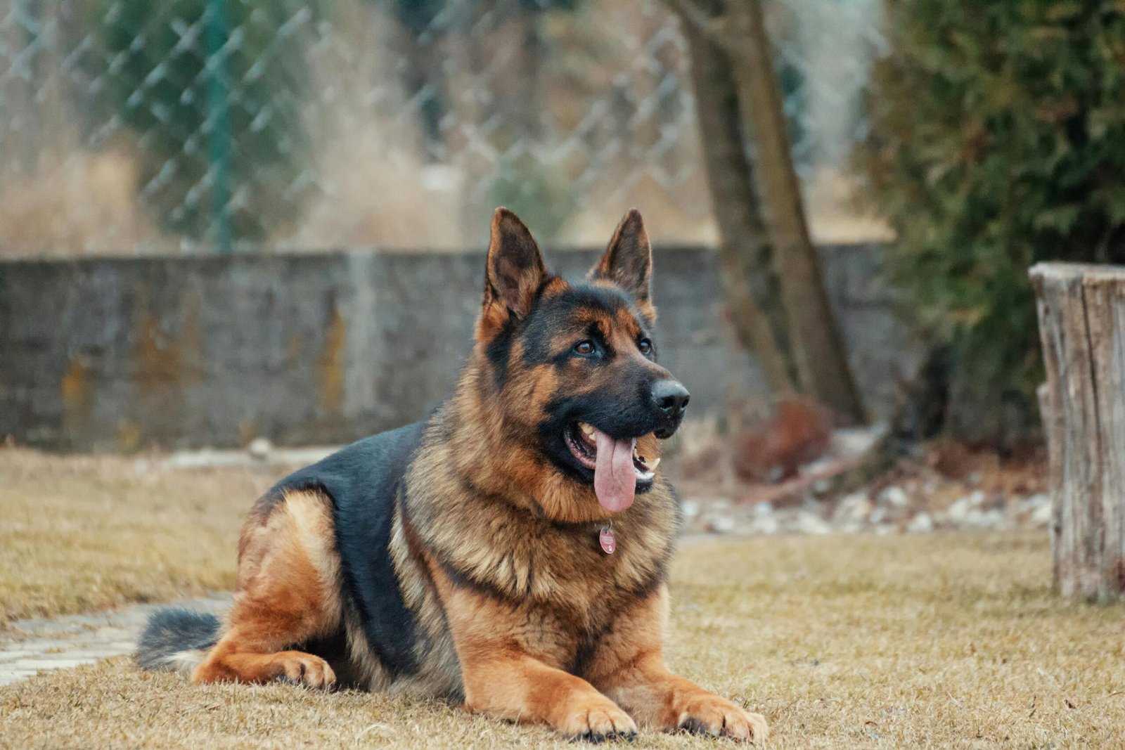 German Shepherd: The Brave Protector