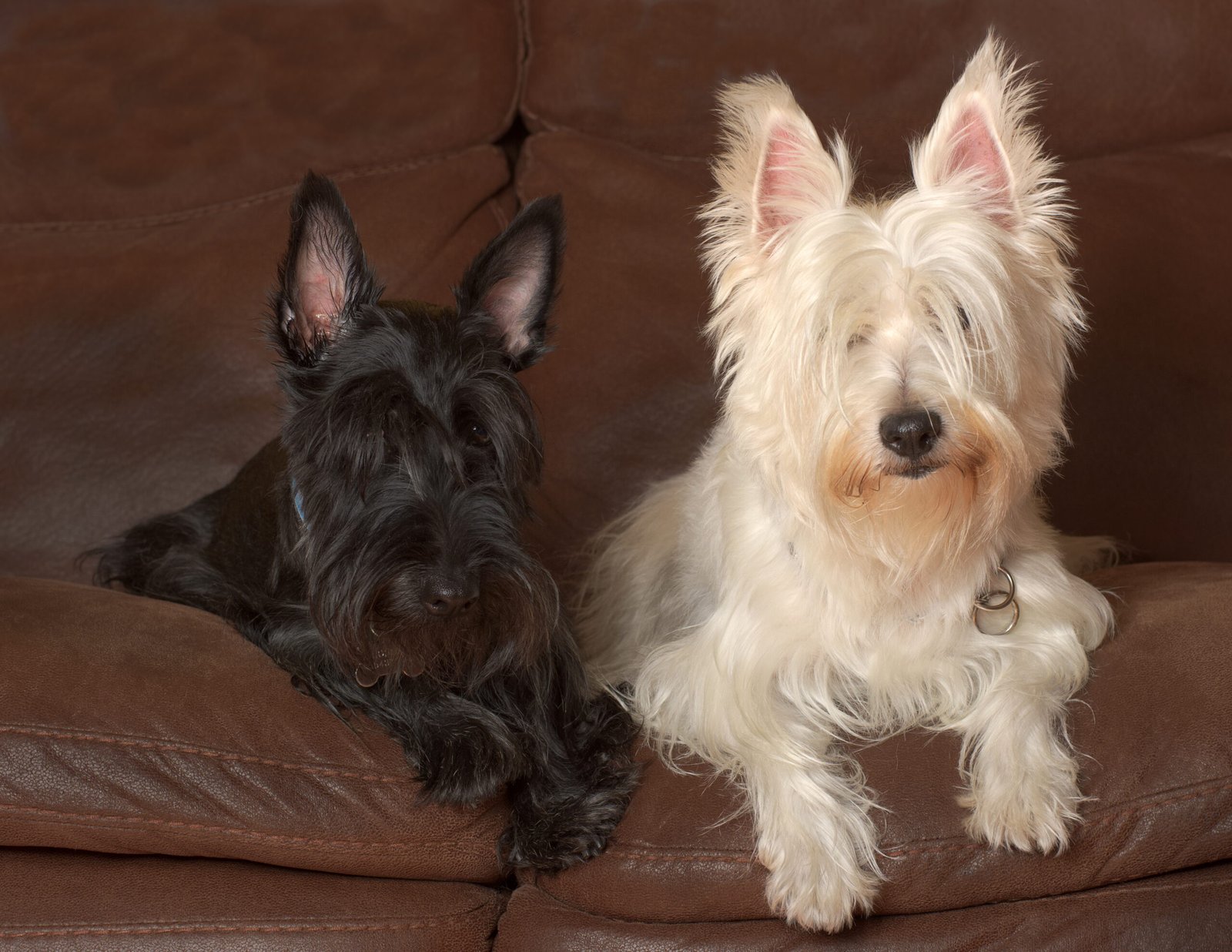 6. Scottish Terrier: The Feisty Independent