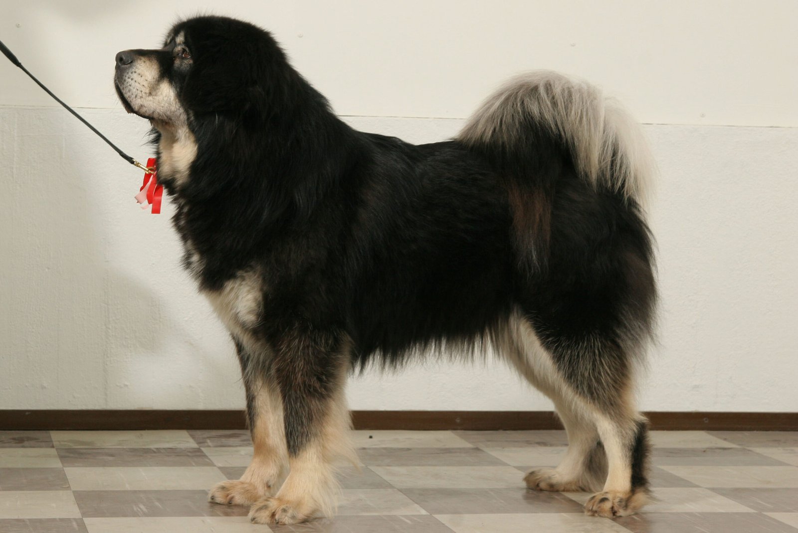 11. Tibetan Mastiff: The Noble Guardian