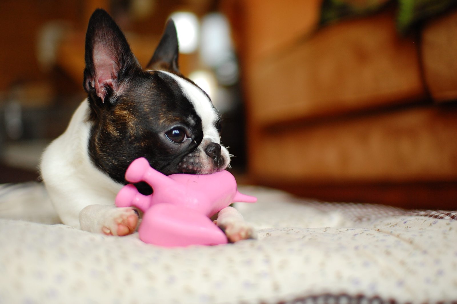 Boston Terrier: The Friendly Gentleman